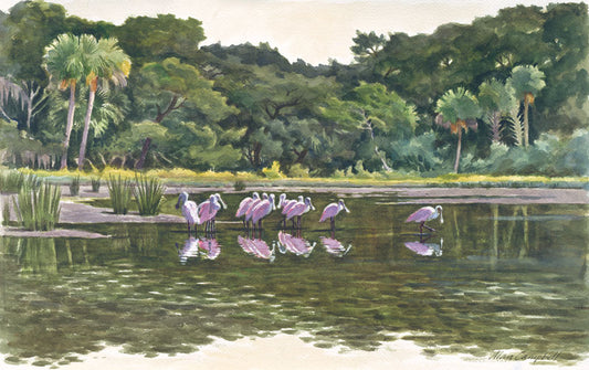 Spoonbills - North Pond - Alan Campbell