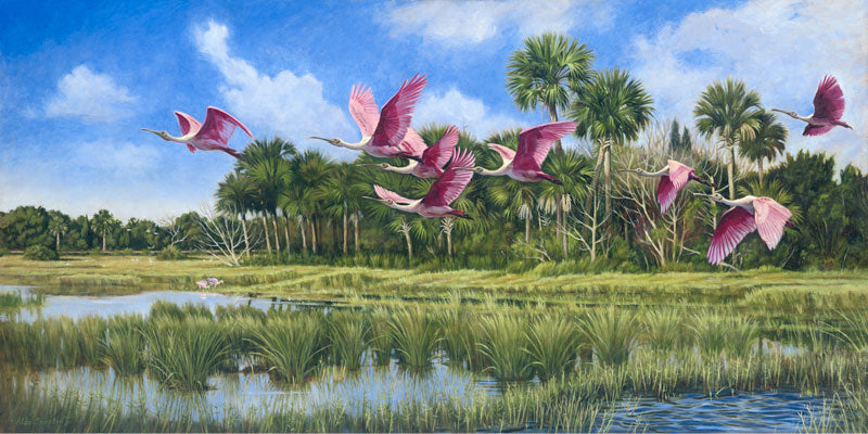 Spoonbills - Merritt Island - Alan Campbell