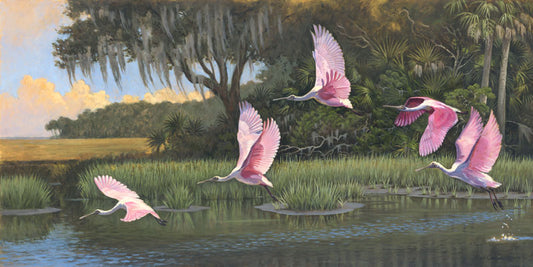 Spoonbills - Little St Simons - Alan Campbell