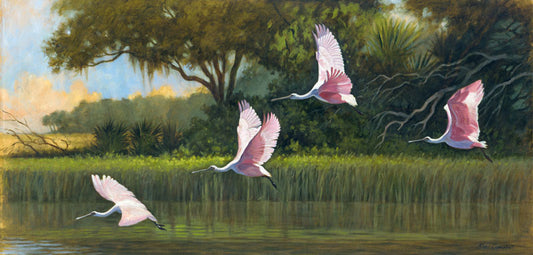 Spoonbills in Flight - Alan Campbell