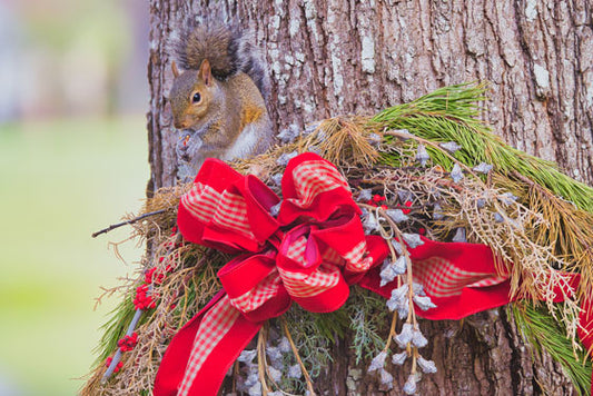 Squirrel on Top of Christmas Wreath - Steven Higgins