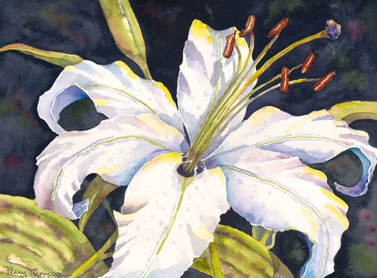 Stargazer Lily - Penny Thompson