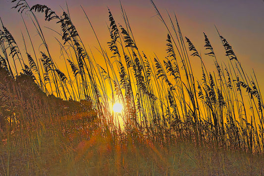 Sunrise in the Shore Grass - Steven Higgins