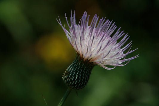 Swamp Thistle - Pete Schramm