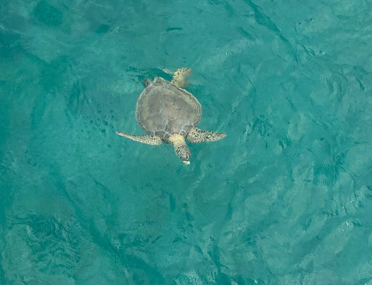 Swimming Turtle - Stephen Annese