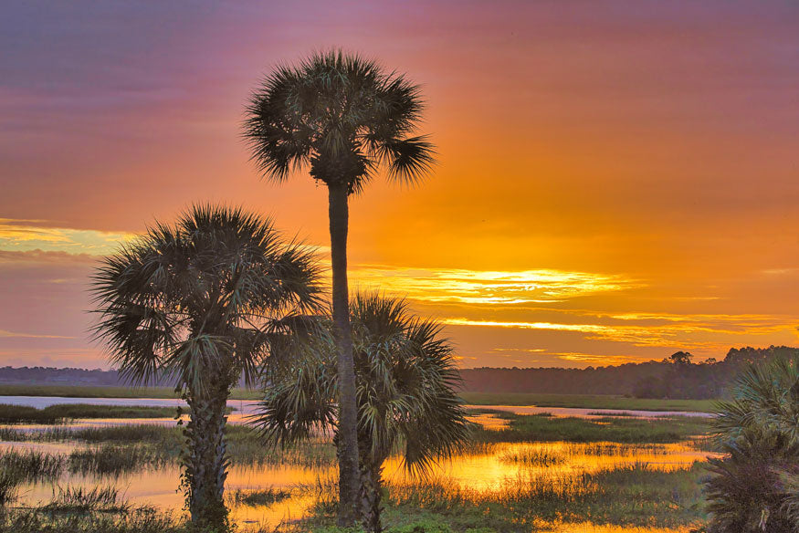 Three Palms Sunrise - Steven Higgins