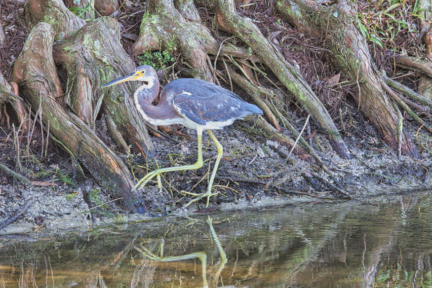 Tri Colored Heron 2 - Steven Higgins