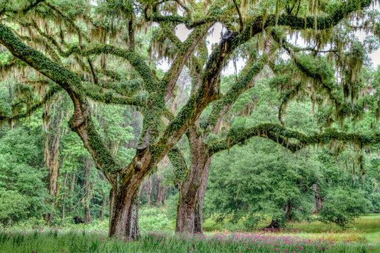 Twin Oak at Spring - Eric Horan