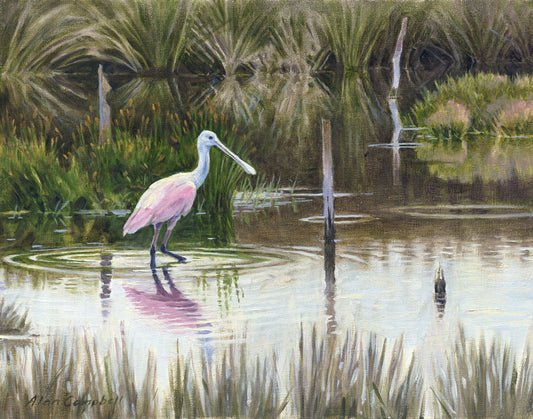 Wading Spoonbill - Alan Campbell