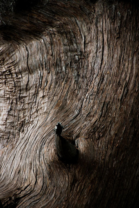 White Cedar Bark - Pete Schramm