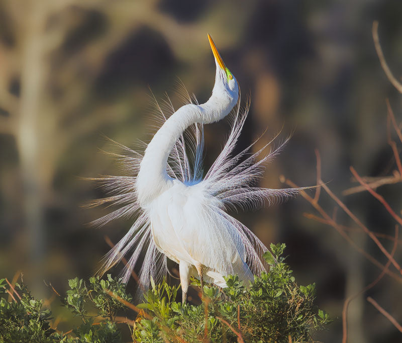 White Heron Mating Ritual - Steven Higgins