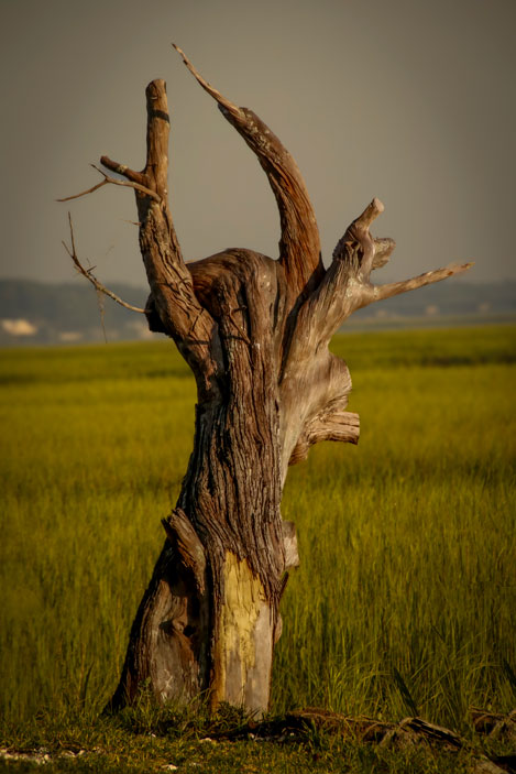 White Cedar Stump - Pete Schramm