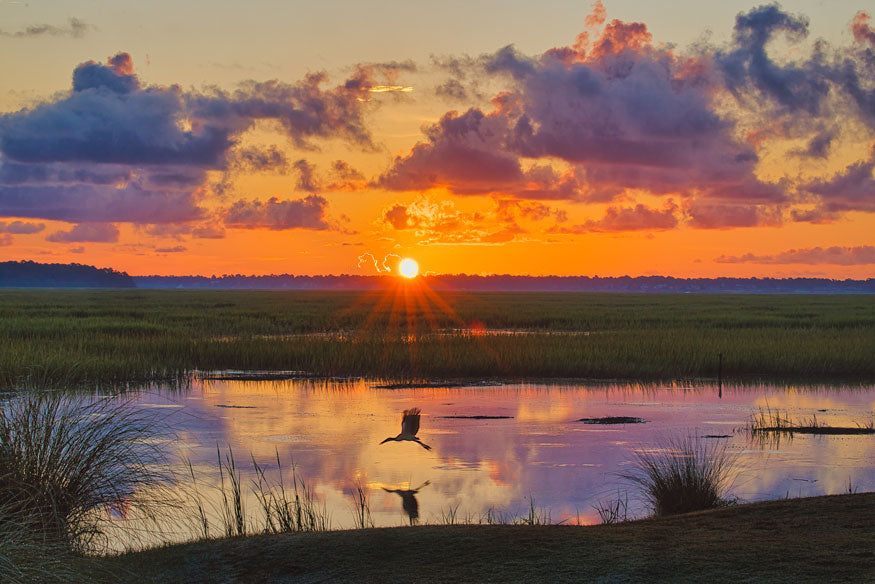 Wood Stork at Sunrise - Steven Higgins