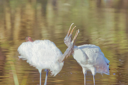 Wood Storks Courting - Steven Higgins