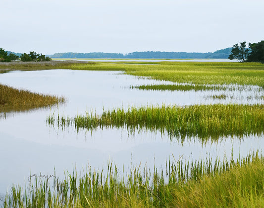 Pinckney Wetlands - Joan Dwyer