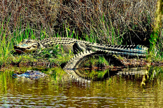American Alligators-Glen McCaskey