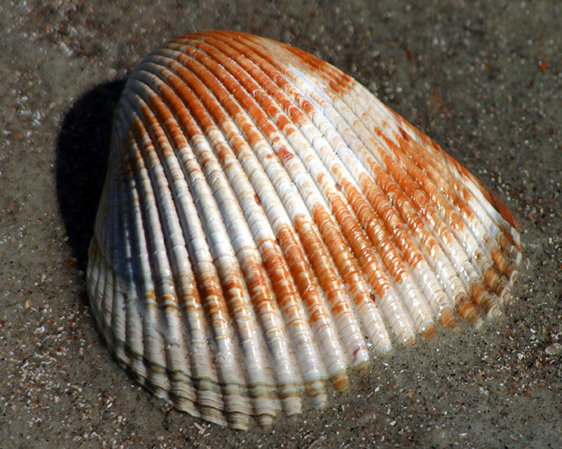 Clam shell, beach photograph