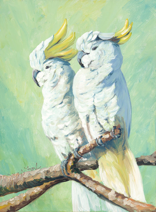 Cockatoos, birds, pair of white birds, tropical birds