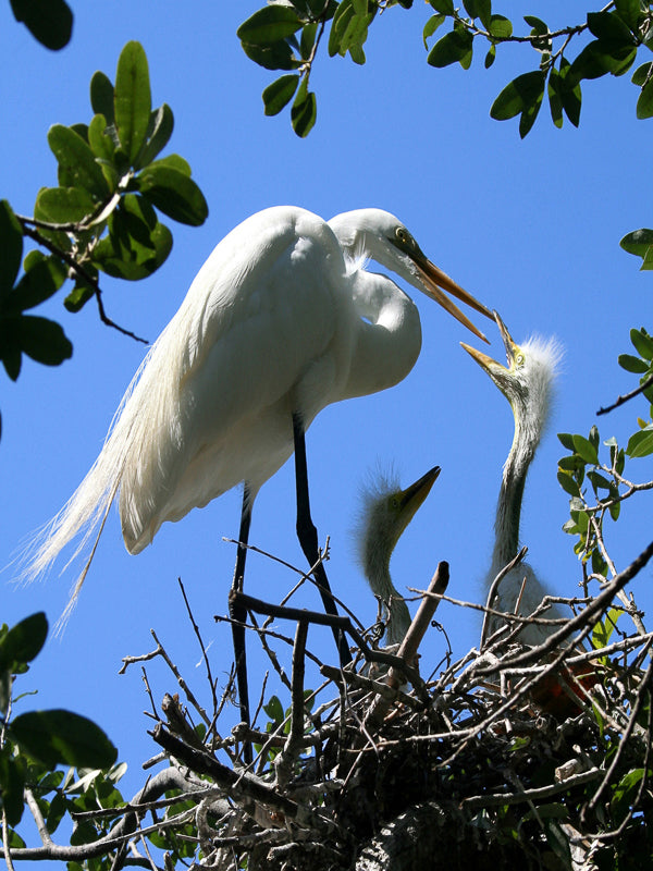 Egret mother with chicks in a nest photograph