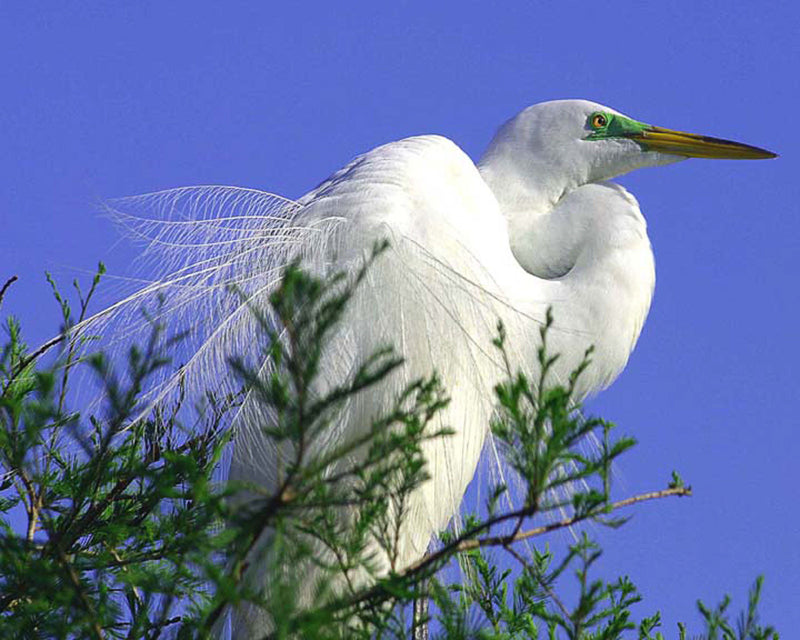 Great Egret bird photograph
