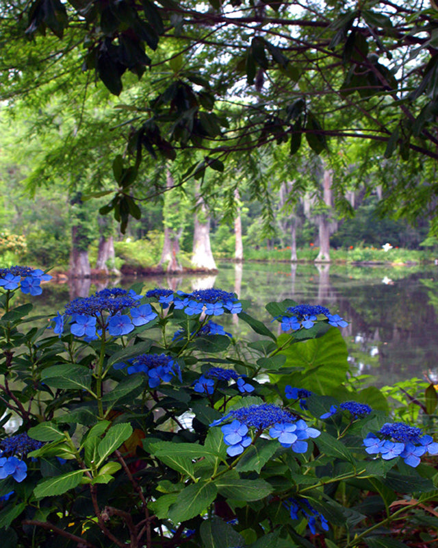 Blue Hydrangea photograph 