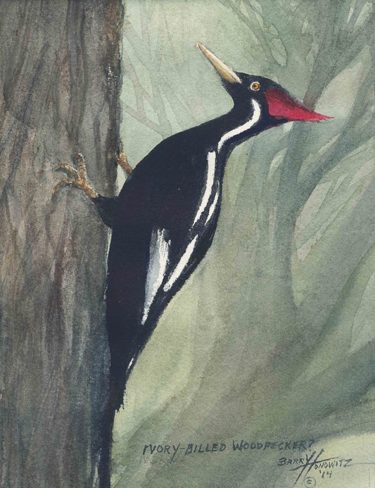 Ivory Billed Woodpecker painting