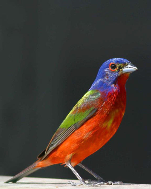 Male Painted Bunting by photographer Ed Funk