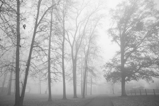misty morning photograph black and white