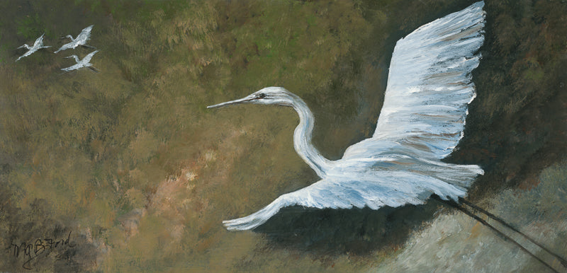 Egret, bird, flight