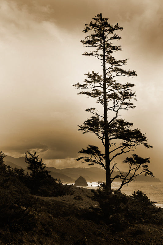 Sepia photograph of Oregon coast