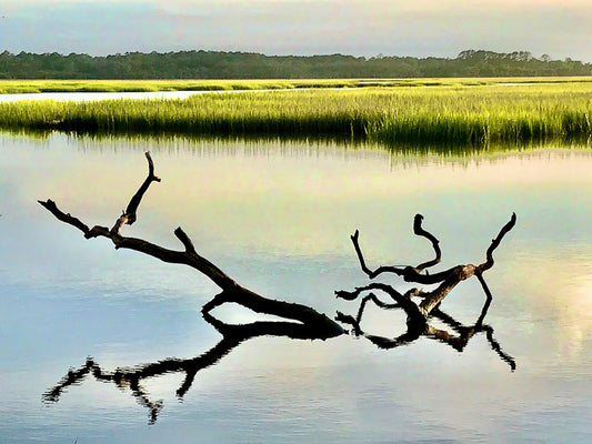 driftwood photograph marsh