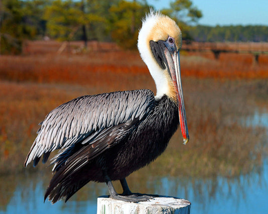 Pelican close up photograph