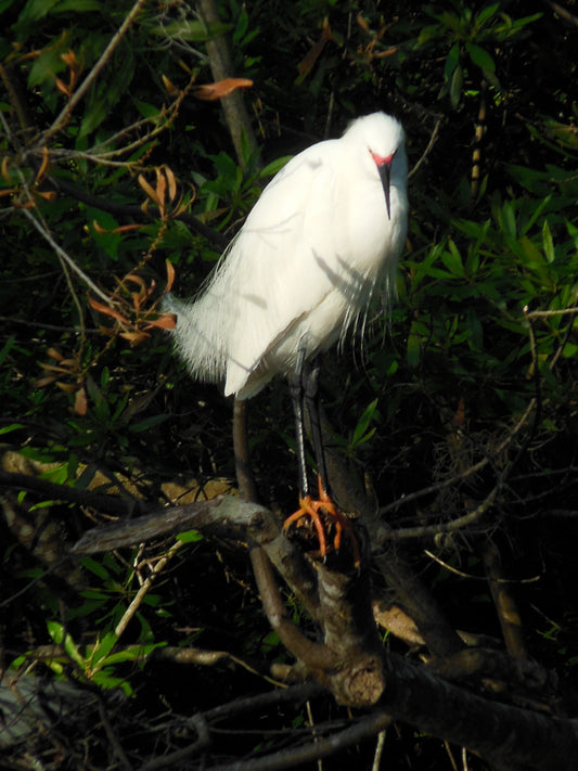 white Egret bird photograph