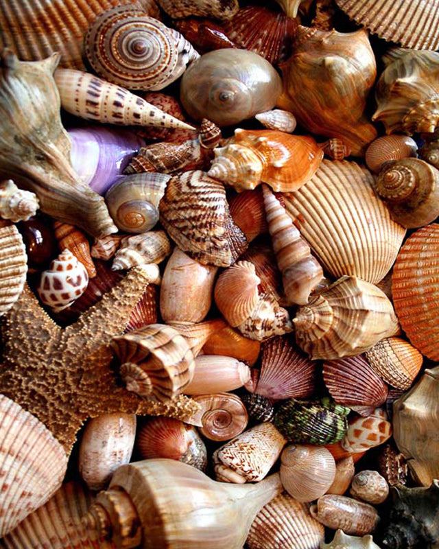 Sea Shells by photographer Ed Funk