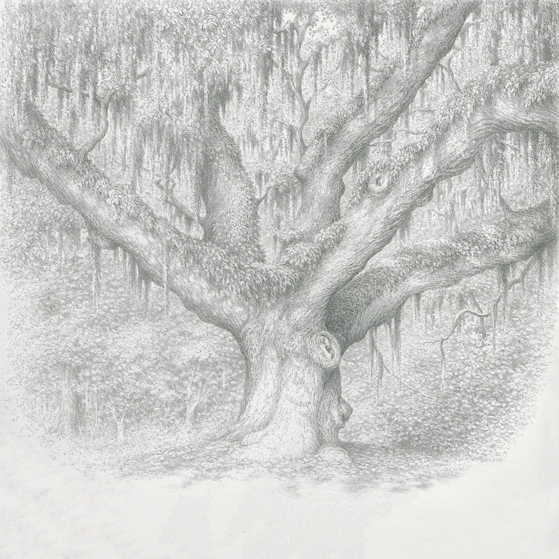 Secession Oak by artist Richard Coyne