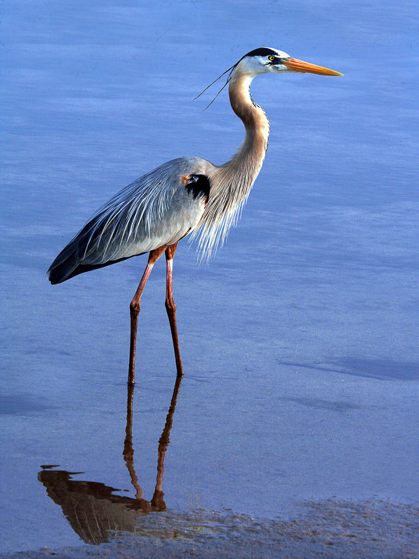 Heron in the water photograph