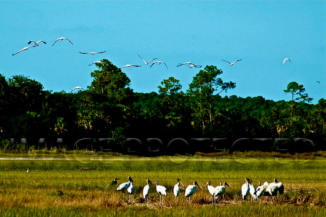 Flock of Wood Storks-Glen McCaskey