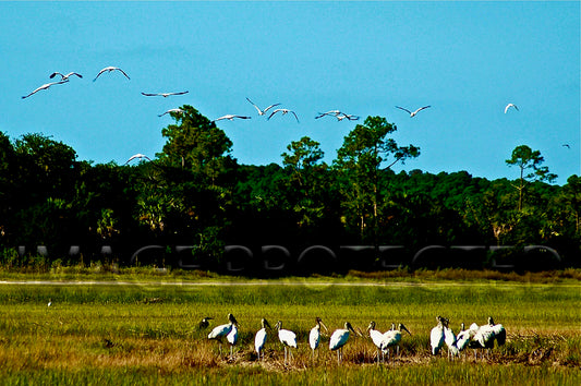 Flock of Wood Storks-Glen McCaskey