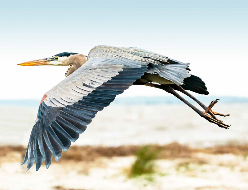 great blue heron photograph