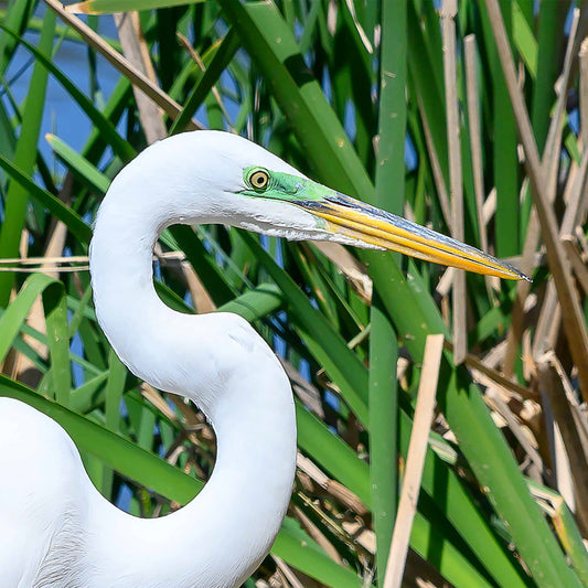 White egret close up photograph