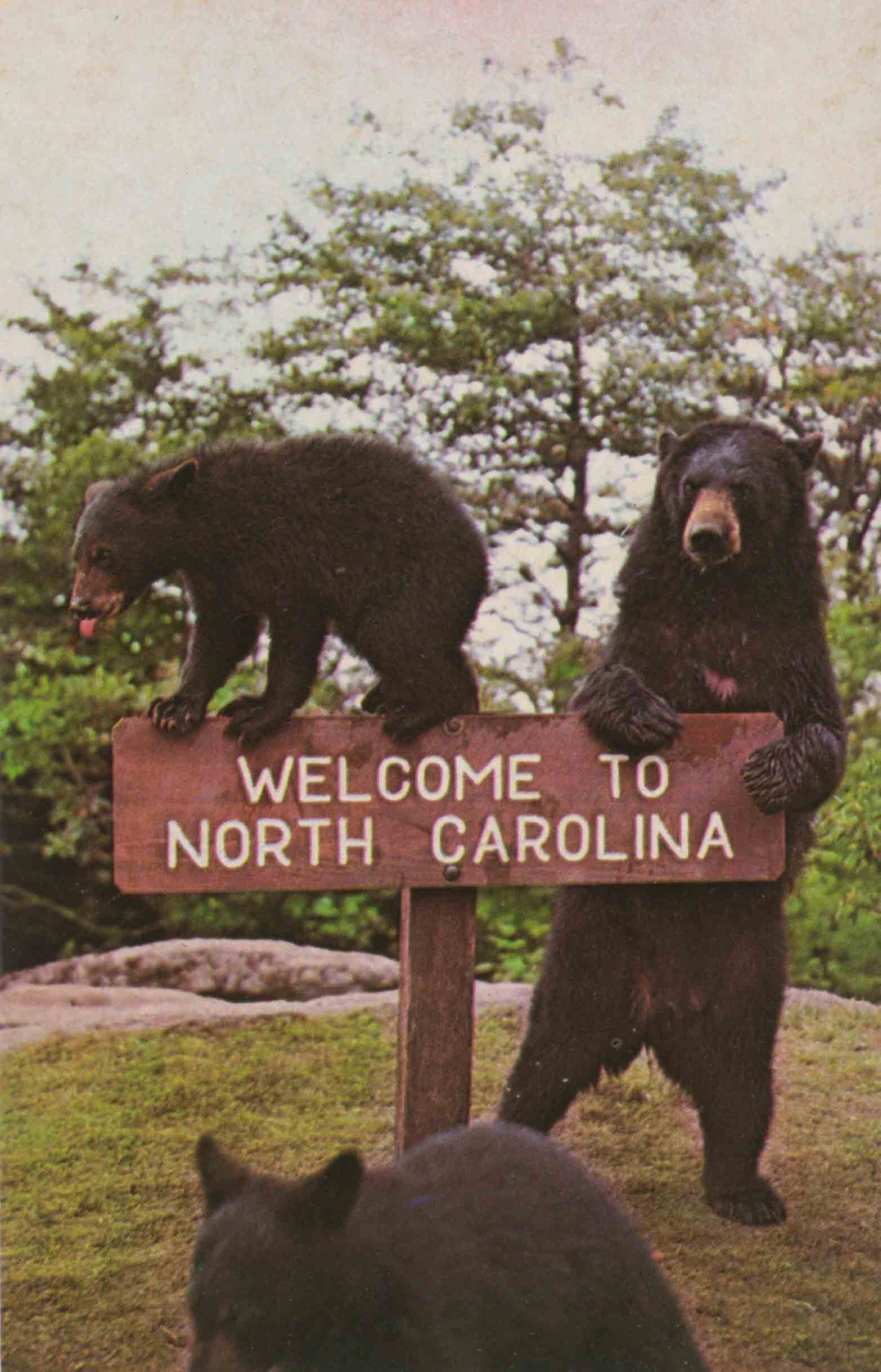 Lineville, North Carolina Bears Postcard